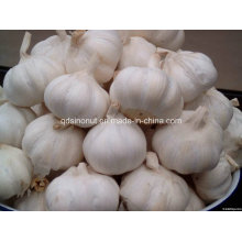 2016 Normal White Fresh Garlic 5cm